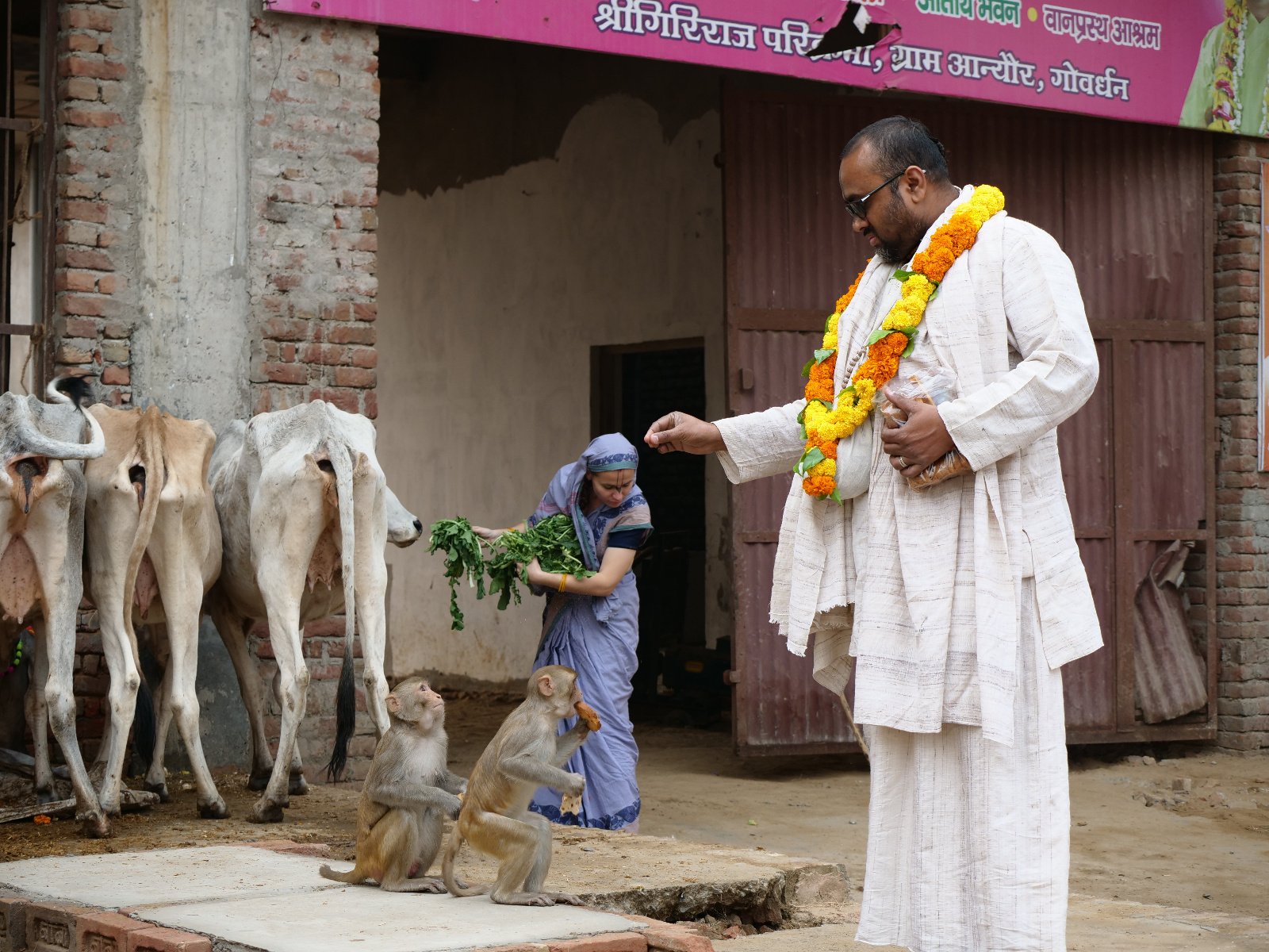  48 Gopashtami Radha kunda Govardhan 19.11.04